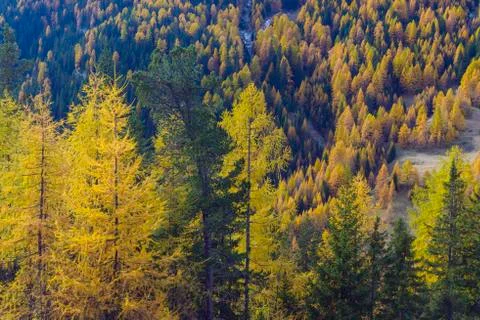 Autumnal Forest, Castello, Cernadoi, Passo di Falzarego, Veneto, Dolomites, Stock Photos