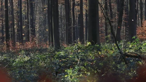 Autumnal forest with falling leaves Stock Footage 152725344