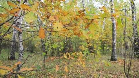 Autumnal forest 스톡 동영상 8829736