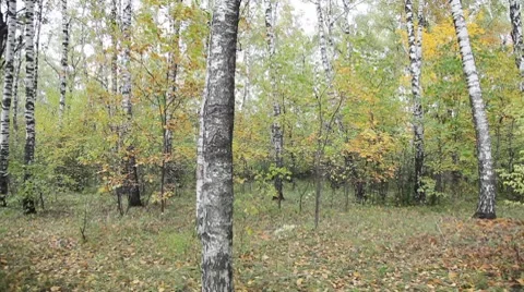 Autumnal forest Vídeo Stock 8830553
