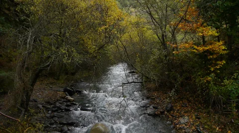 Autumnal forest Video stock 35900830