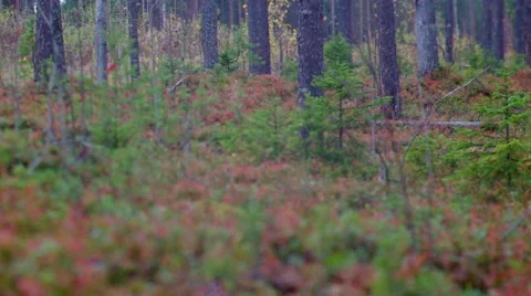 Autumnal   forest Stock Footage 55551839