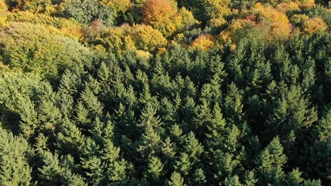 Autumnal forest Stock Footage 96352957
