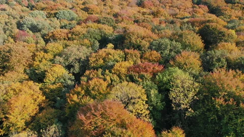 Autumnal forest Video stock 136260057
