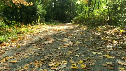 Autumnal Forest Stock Footage 139793022