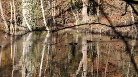 Autumnal forest lake with tree reflections and swimming ducks Stock Footage 315344481