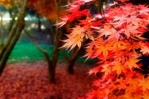 Autumnal forest Stock Photos