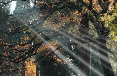 Autumnal forest Stock Photos