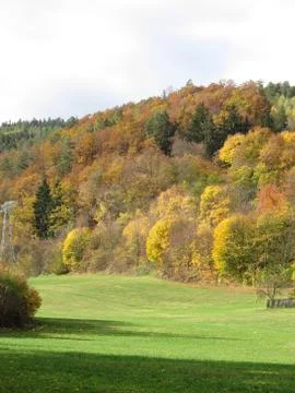 Autumnal forest Stock Photos