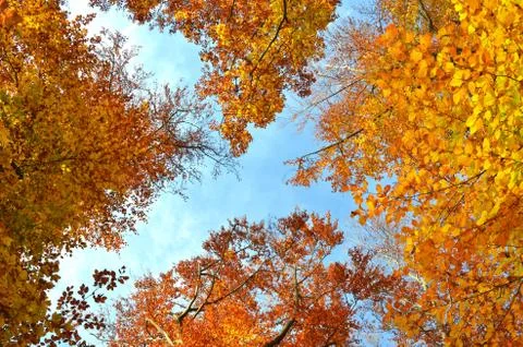 Autumnal forest Stock Photos