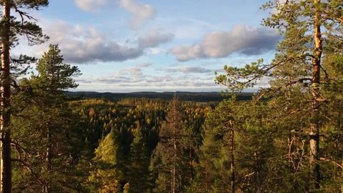 Autumnal forest Stock Photos