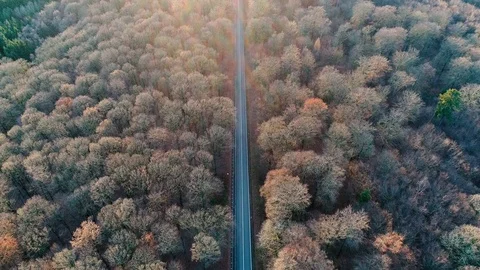 Autumnal forest road Stock Footage 83017615