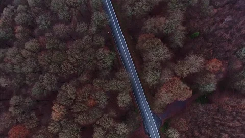 Autumnal forest road Stock Footage 83018408