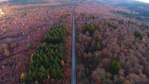 Autumnal forest road Stock Footage 83019525