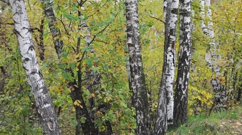 Autumnal forest sequence Stockbeeldmateriaal 8830298