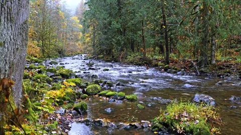 Autumnal Forest Stream in Mount Rainier National Park Video stock 332143201