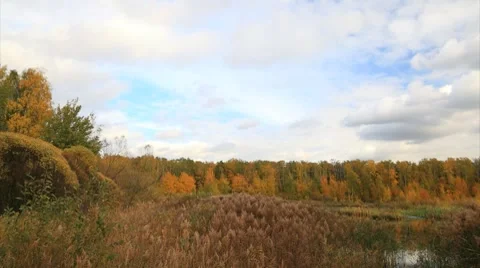 Autumnal forest timelapse Stock Footage 8830577