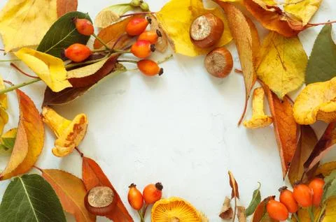 Autumnal frame. Assorted forest mushrooms. Dried mushrooms and autumn leaves Stock Photos