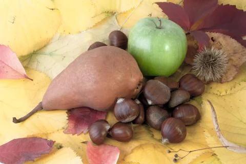 Autumnal fruit composition 库存照片