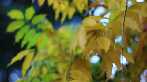 Autumnal garden leaves swaying in a harsh wind Stock Footage