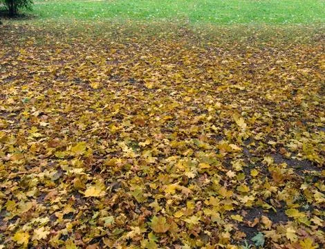 Autumnal gradient (1) Stock Photos