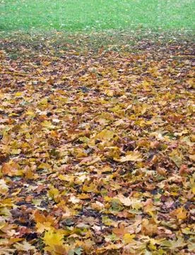 Autumnal gradient (2) Stock Photos