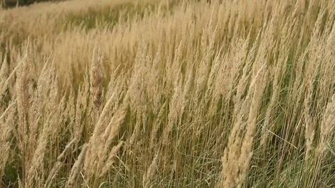 Autumnal grasses in the wind Stock Footage 82178765