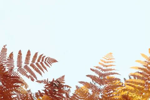 Autumnal image of brown and yellow fern leaves on a blue very light backgroun Stock Photos