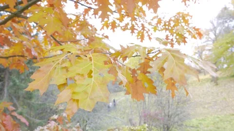 Autumnal Landscape. Stock Footage 57259862