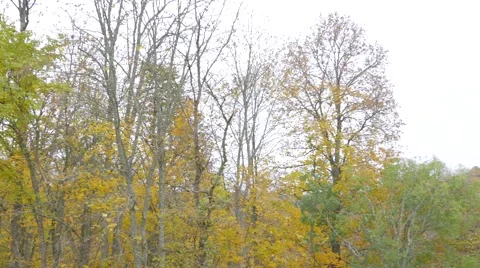 Autumnal Landscape. 動画素材 57259885