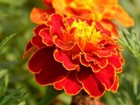 Autumnal late flowers close-up Stock Photos