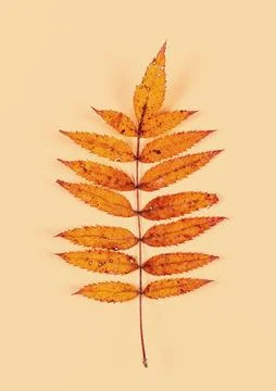 Autumnal Leaf closeup Foto stock