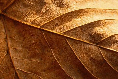 Autumnal leaf macro texture, natural background Фото
