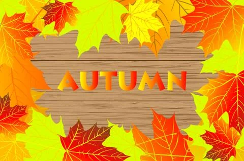 Autumnal leaf of maple イラスト素材