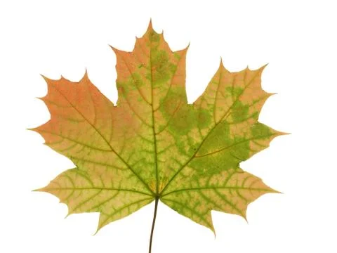 Autumnal leaf of a maple tree isolated on white background. Stock Photos