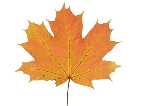 Autumnal leaf of a maple tree isolated on white background. Stock-Fotos