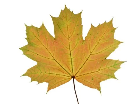 Autumnal leaf of a maple tree isolated on white background. Stock Photos