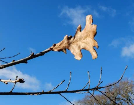 Autumnal leaf Stock Photos