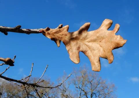 Autumnal leaf Stock Photos