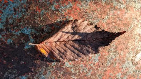 Autumnal Leaf 库存照片