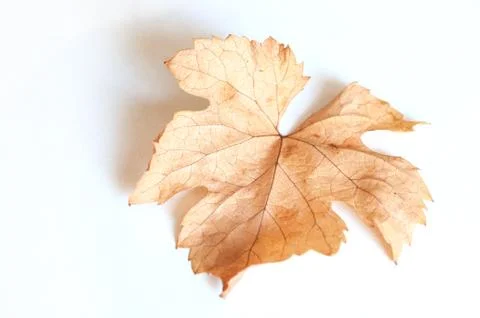 Autumnal leaf of vine on white background Stock Photos