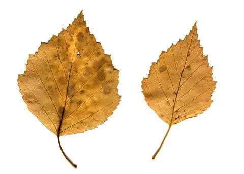 Autumnal Leafs Set Stock Photos
