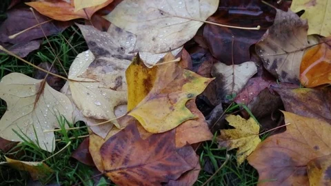 Autumnal leaves background Stock Footage 69780845
