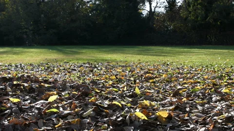 Autumnal leaves falling down Stock Footage 143009288