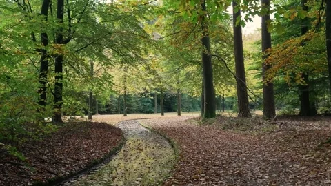 Autumnal leaves falling into a small stream in a forest Stock Footage 320812969