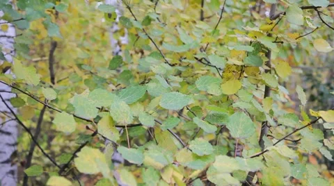 Autumnal leaves 스톡 동영상 8829804
