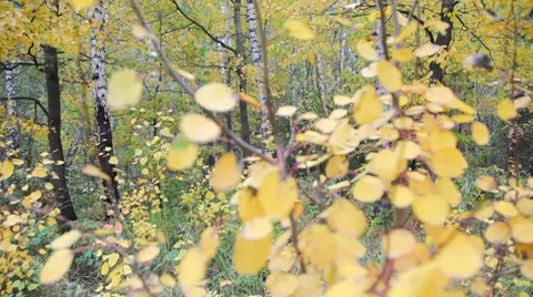 Autumnal leaves 库存影片 8829933