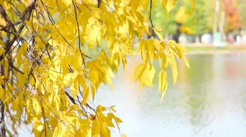 Autumnal leaves Stock Footage 10756017