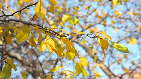 Autumnal leaves 스톡 동영상 10756098
