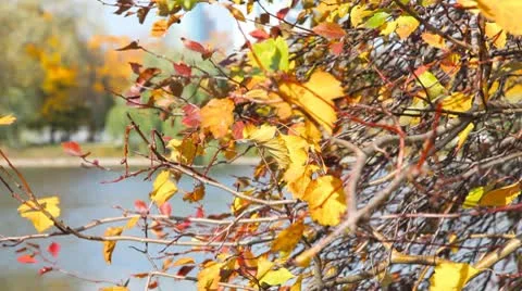 Autumnal leaves Stock Footage 10756147